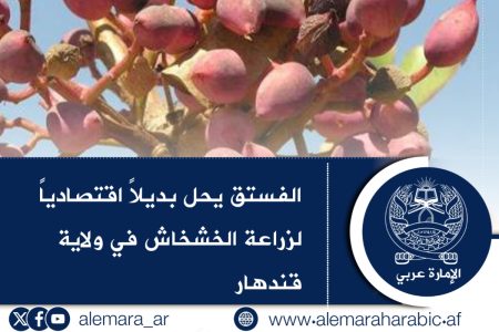 ‏الفستق يحل بديلاً اقتصادياً لزراعة الخشخاش في ولاية قندهار
