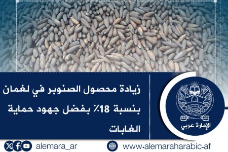‏زيادة محصول الصنوبر في لغمان بنسبة 18% بفضل جهود حماية الغابات