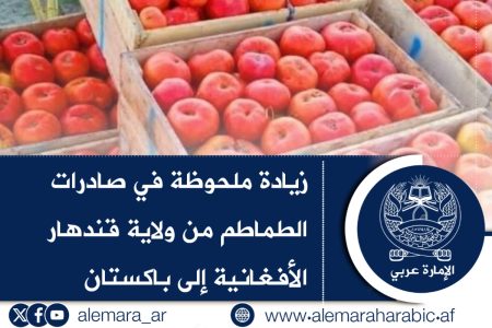 زيادة ملحوظة في صادرات الطماطم من ولاية قندهار الأفغانية إلى باكستان