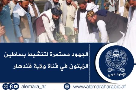 الجهود مستمرة لتنشيط بساطين الزيتون في قناة ولاية قندهار