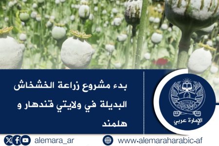 بدء مشروع زراعة الخشخاش البديلة في ولايتي قندهار و هلمند